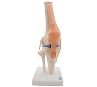 Lwaviwer Modelo anatómico de esqueleto de articulación de rodilla humana, modelo de enseñanza con ligamentos, tamaño real