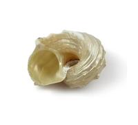 LXHZSY Conchas De Mar Decoracion Concha de Caracoles Grandes for Acuario, paisajismo, Conchas mediterráneas, Conchas Marinas Decorativas, Conchas Grandes Naturales de mar, 3-5cm, 1 Uds.