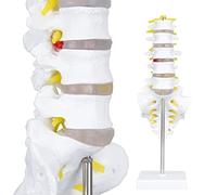 Lxwyq Modelo de anatomía de la Columna Vertebral Humana - 1:1 tamaño Real vértebras lumbares Sacro coxis y Nervios Columna Vertebral anatómica para quiropráctico Escuela médica Estudiante Estudio