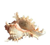 LYEAA Macetas para plantas marinas, 4.7 pulgadas, caracola natural, maceta corativa marina pulida, contenedor de flores, manualidades artísticas para exhibir el hogar