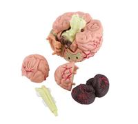 lyrlody Modelo de Cerebro, Modelo de Cerebro Anatómico, Humano Gran Juguete Desmontado Anatómica 1pc Herramienta de Entrenamiento Médico Fácil de Transportar para Humanos