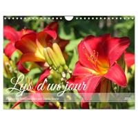 Lys d'un jour (Calendrier mural 2026 DIN A4 vertical), CALVENDO calendrier mensuel: Une fleur d'été à la floraison inlassable
