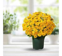 Lzxoo Funsdecor Mums, Artificial Sunset Mums, Artificial Outdoor Sunset Mums Flowers - UV Resistant, Waterproof, Windproof, Fake Fall Flower Daisy (5 Bundle Gold)