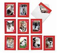 m5658ocb-b1 X 10 caja Set de 10 'corazón gatos' todas las ocasiones Tarjeta de felicitación diseño con imágenes de gatos muestra cómo mucho corazón que tienen, en blanco con sobres