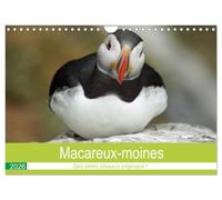 Macareux-moines Des petits oiseaux originaux! (Calendrier mural 2026 DIN A4 vertical), CALVENDO calendrier mensuel: Visite des macareux sur l'île de Skellig Michael en Irlande.