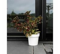 Maceta Autorriego Garden ID Blanco - Marca: Garden ID - EAN: 5410527160579