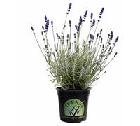 Maceta de Lavanda de Edición Limitada - Una Planta Única y Especial para Coleccionistas de Plantas