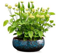 Maceta de loto, cuenco de cerámica para flores de loto, cuencos de loto para plantar en agua en interiores, macetas de cerámica, a prueba de fugas, estética única esmaltada para semillas de flor de