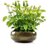 Maceta de loto, cuenco de cerámica para flores de loto, cuencos de loto para plantar en agua en interiores, macetas de cerámica, a prueba de fugas, estética única esmaltada para semillas de flor de