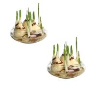 Maceta de loto, cuenco redondo de flores de loto de 6 pulgadas, cuenco de lirio de agua transparente, cuenco de vidrio decorativo para flores, suculentas, plantas hidropónicas, peces, decoración del