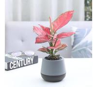 Maceta de riego automático, paquete de maceta de plástico para interiores, oficina, hogar, balcón, sistema de riego automático, diseño a prueba de óxido y ahorro de espacio, estilo escandinavo para