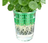 Maceta de verde, cultivadora de cebolletas hidropónicas transparente reutilizable | Contenedor de plantación de cebolletas | para jardín, hogar, interior, cocina, esquina y patio