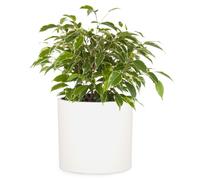 Maceta Fox & Fern de 20 cm con drenaje - Maceta ligera de fibra de vidrio premium blanca mate; Maceta para interior y exterior; Maceta de 20 cm p