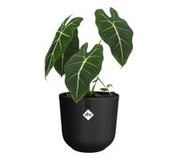 Maceta Interior Elho Jazz Rond Negro Ø26 x H24 cm 100% Plástico Reciclado