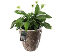Maceta KADAX con inserto y asas, macetero, beige, 39 cm