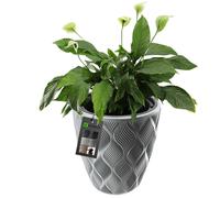 Maceta KADAX con inserto y asas, maceta de plástico gris