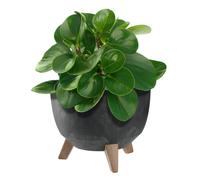 Maceta KADAX con tres soportes de inserción, 24 cm, negra