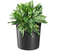 Maceta KADAX con virutas de madera, maceta con plantilla, maceta