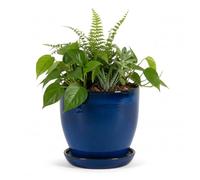 Maceta para flores y plantas de gres, azul - resistente a las heladas
