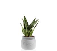 Maceta Sansevieria Futura Miel Blanca de 11 cm de diámetro y 12 cm de Alto