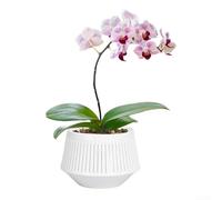 Maceta transpirable de doble capa con control de raíces para una salud duradera de las plantas hecha de resina plástica (blanco (sin flores))