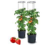Maceta Tymar para tomates, maceta para tomate, planta de tomate, tomate para balcón, con enrejado para enredaderas, con reservorio de agua (2 piezas, Ø 40 cm)