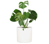 Maceta Venlo de polystone para interior y exterior 3 tamaños Fox & Fern