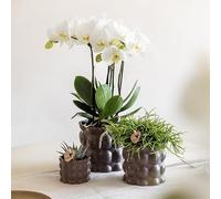 Macetas Decorativas con Textura, para Plantas, Marrón, Set 6 9 12 cm