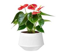 Macetas para orquídeas con drenaje, maceta de orquídeas Phalaenopsis de doble capa, maceta transpirable para control de raíces hidropónicas de flores florecientes