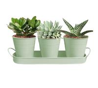 Macetas para plantas de interior - 3 unidades, contenedor moderno para plantar, metal plantador | Tray Detachable Included For Vanilla, Kitchen, Nursery, Garden, Outdoor, Drainage, Watering