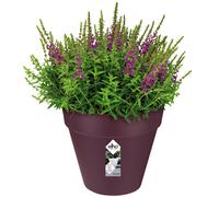 Macetero flores morado oscuro 25x22cm 5,5L redondo plantas