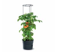 Macetero Maceta para Cultivo de Tomate 4 Anillos 12L 28L Antracita Balcón