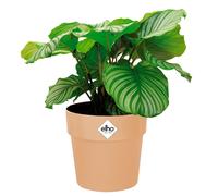 Macetero melocotón 14x13cm 1,3L redondo plantas flores