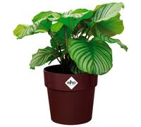 Macetero mora 30x27cm 13,3L redondo plantas flores