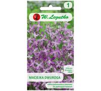 Maciejka dwuroga rosa lavanda