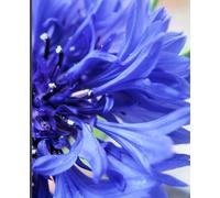 Macro Photography Composition Notebook - 120 Pages, College Ruled, 7.5” x 9.25” | Matte Motivational Journal for School, Work, Creative Writing & Gifts: Bachelor's Button