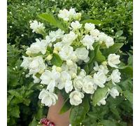 MAFUSE 150 Flores De Jazmín De Fragancia Intensa, Planta Perenne De Fácil Cultivo, Flor Blanca Aromática Para Jardín, Balcón Y Maceta, Decoración Exterior E Interior Con Alta Tasa De Brotación