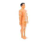 MAGICLULU 1 Juego juguete esqueleto humano modelos de anatomía rompecabezas de anatomía juego de construcción juego de construccion huesos cráneo modelo anatomía modelo de anatomía laríngea