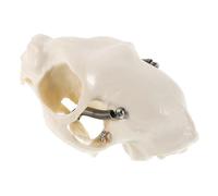 MAGICLULU 1piezas Cat Skull Anatomical Model Realistic Skeleton Figurine for Home Decor Science Teaching Fish Tank Display and Halloween Props