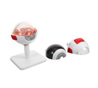 MAGICLULU de Ampliado Globo Ocular Detallado para Enseñanza Médica Estudio de Anatomía Ocular Desmontable para Investigación y Exhibición