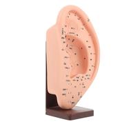 MAGICLULU de Oído con Base para Masaje de Acupuntura Herramienta Didáctica para Reflexología Auricular de Enseñanza de Acupuntura del de Reflexión Oreja