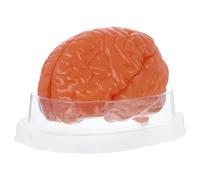 MAGICLULU Modelo de cerebro humano: Modelo anatómico de cerebro, sección transversal, 3 partes, para enseñar anatomía, biología o ciencias, fácil de usar para estudio en el aula.