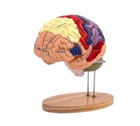 MagiDeal Cerebro Humano Agrandado 2X - Modelo Médico de Enseñanza Anatómicamente Preciso con Base, 4 Partes para Psicología