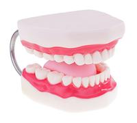 MagiDeal Modelo de Boca Humana Dientes Lengua Enseñanza Herramientas Ampliación 6X