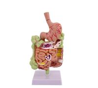 MagiDeal Modelo del Digestivo Humano Estómago Colon Recto Duodeno con Secciones Coloreadas en PVC para Docencia Capacitación Profesional Presentaciones Clínicas Tamaño10.5x10.5x26cm