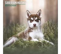 Magnet & Steel Husky - Calendario tradicional 2023, multicolor