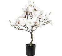 Magnolio cubierto de nieve en maceta de plástico, blanca