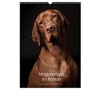 Magyar Vizsla im Portrait (Wandkalender 2026 DIN A3 hoch), CALVENDO Monatskalender: Der Magyar Vizsla im Portrait. Jeden Monat ein neues, schönes Portrait dieser tollen Jagdhunde.