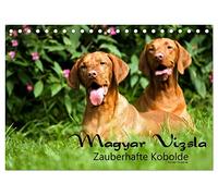 Magyar Vizsla - Zauberhafte Kobolde (Tischkalender 2026 DIN A5 quer), CALVENDO Monatskalender: Magyar Vizsla Zauberhafte Kobolde ein Kalender der besonderen Art dieser Rasse.