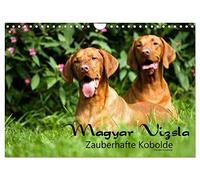 Magyar Vizsla - Zauberhafte Kobolde (Wandkalender 2026 DIN A4 quer), CALVENDO Monatskalender: Magyar Vizsla Zauberhafte Kobolde ein Kalender der besonderen Art dieser Rasse.